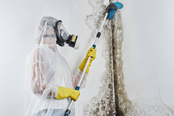 Best Certified Mold Removal  in Kahuku, HI