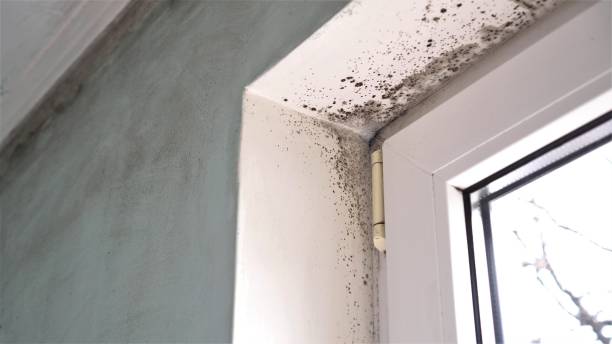 Best Office Mold Removal Services  in Kahuku, HI