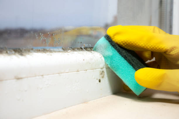 Best Mold Damage Repair  in Kahuku, HI