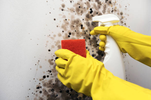 Best Mold Cleaning Services  in Kahuku, HI
