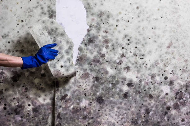 Best Best Mold Removal Companies  in Kahuku, HI
