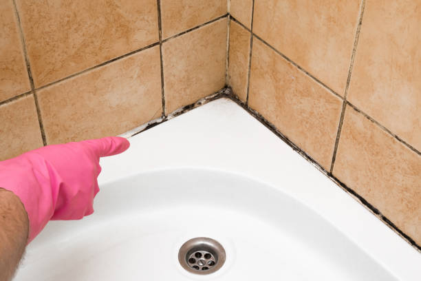 Best Toxic Mold Removal  in Kahuku, HI