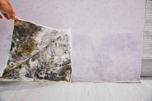 Best Residential Mold Removal  in Kahuku, HI